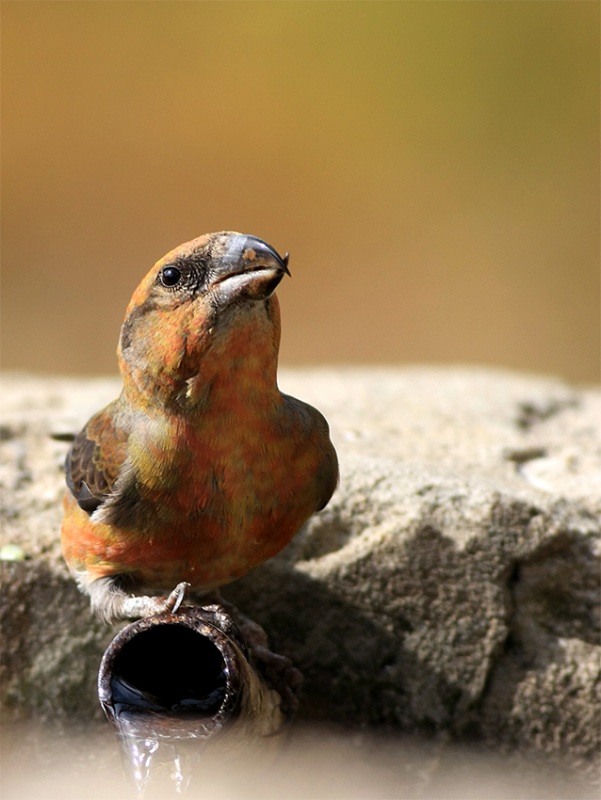 Red Crossbill