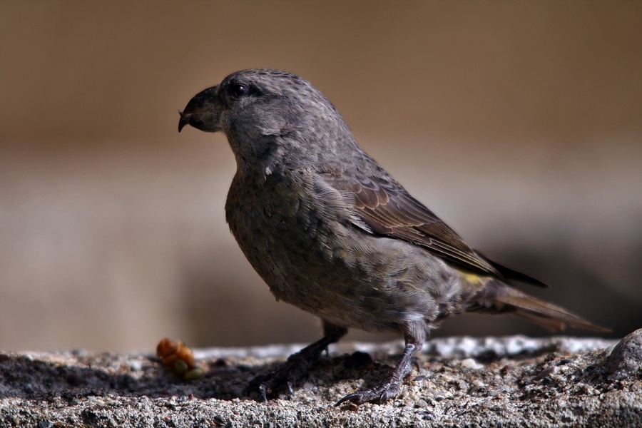 Red Crossbill