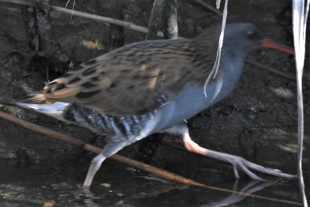 Water Rail