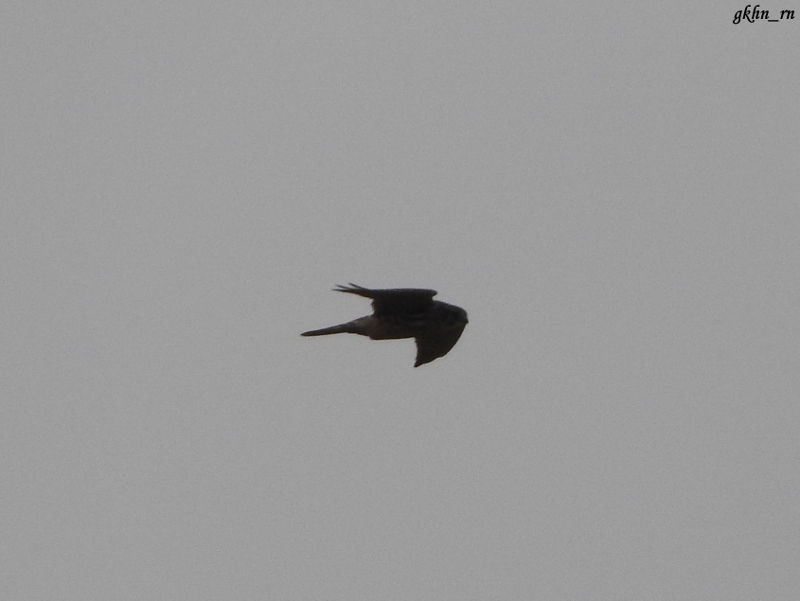 Merlin