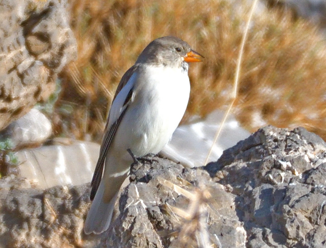 White-winged Snowfinch