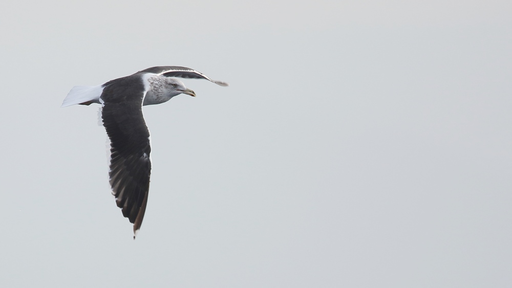 Lesser Black-backed Gull