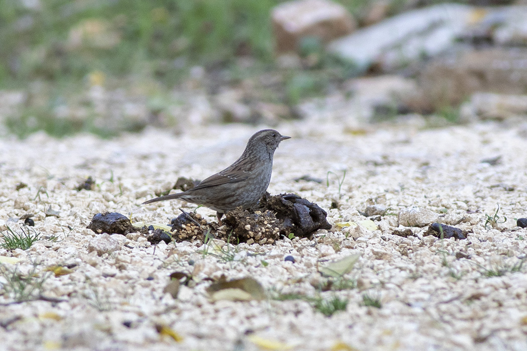 Dunnock