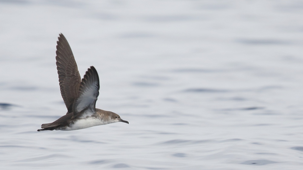 Yelkouan Shearwater