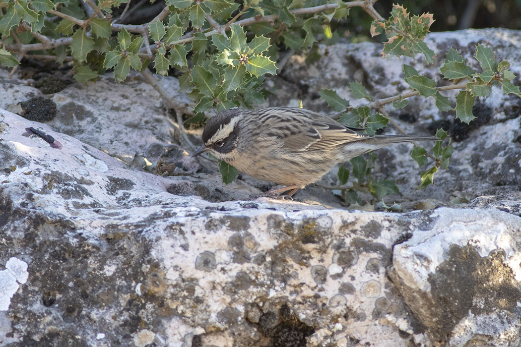 Radde`s Accentor