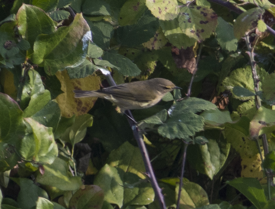Eastern Bonelli`s Warbler