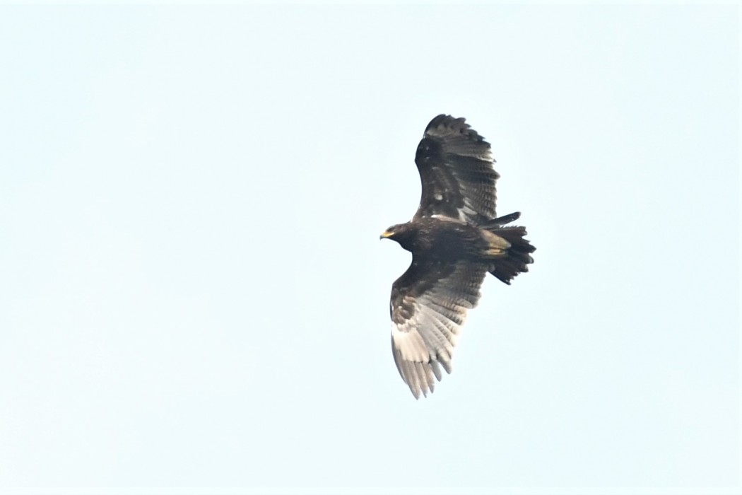Greater Spotted Eagle