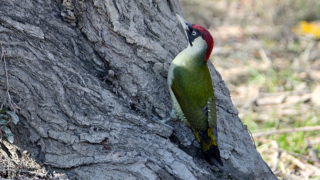 European Green Woodpecker