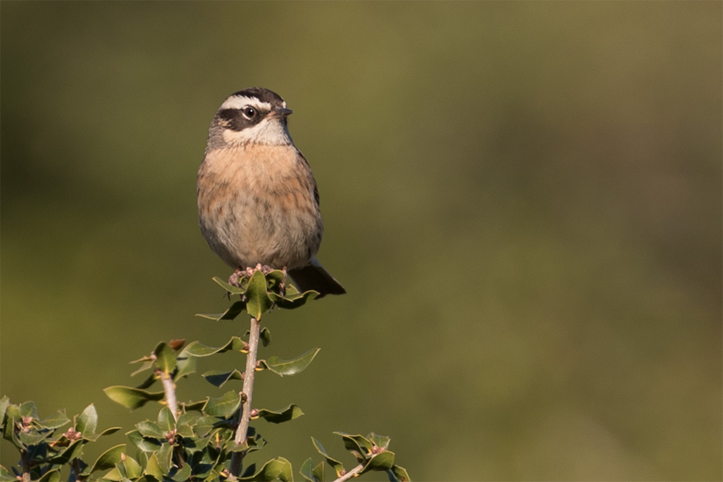 Radde`s Accentor
