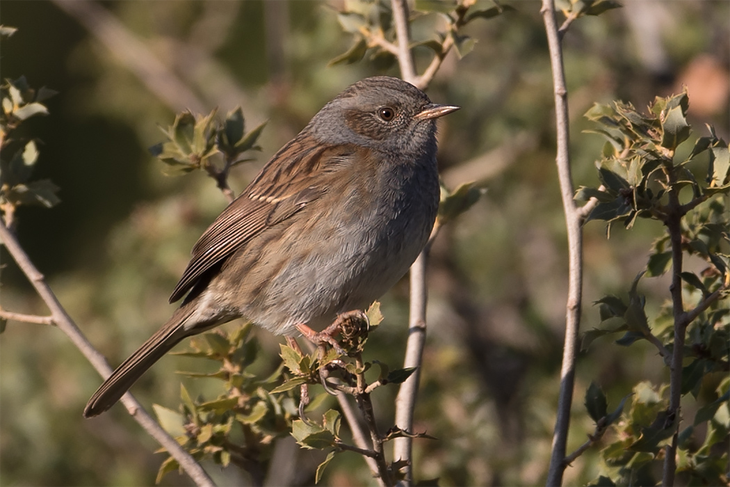 Dunnock