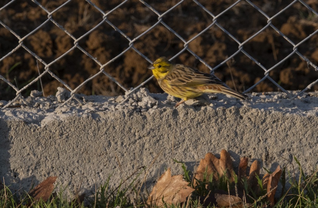 Yellowhammer
