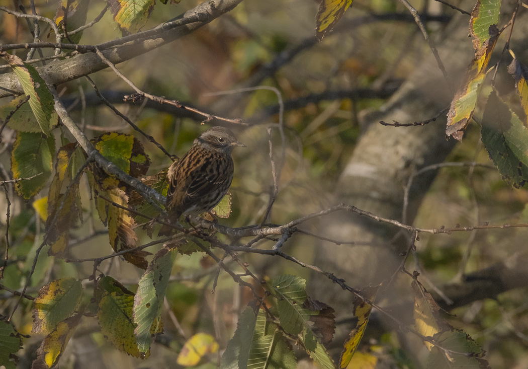 Dunnock