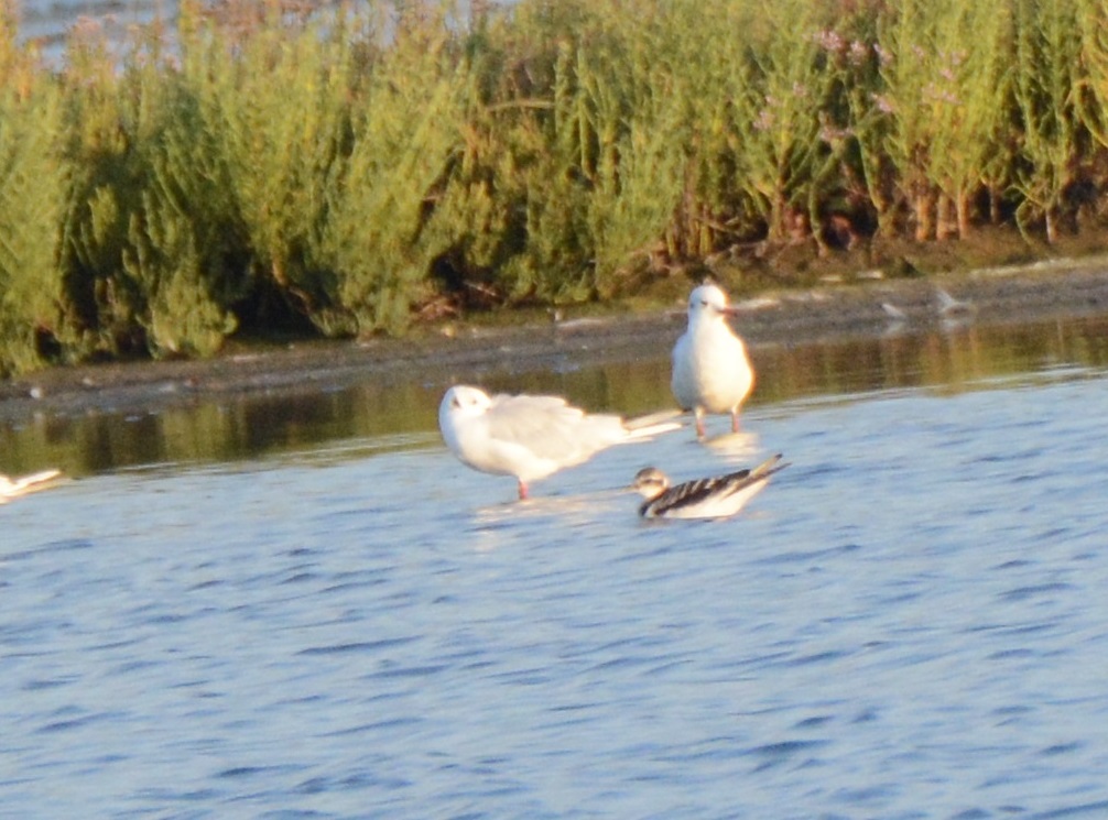 Little Gull