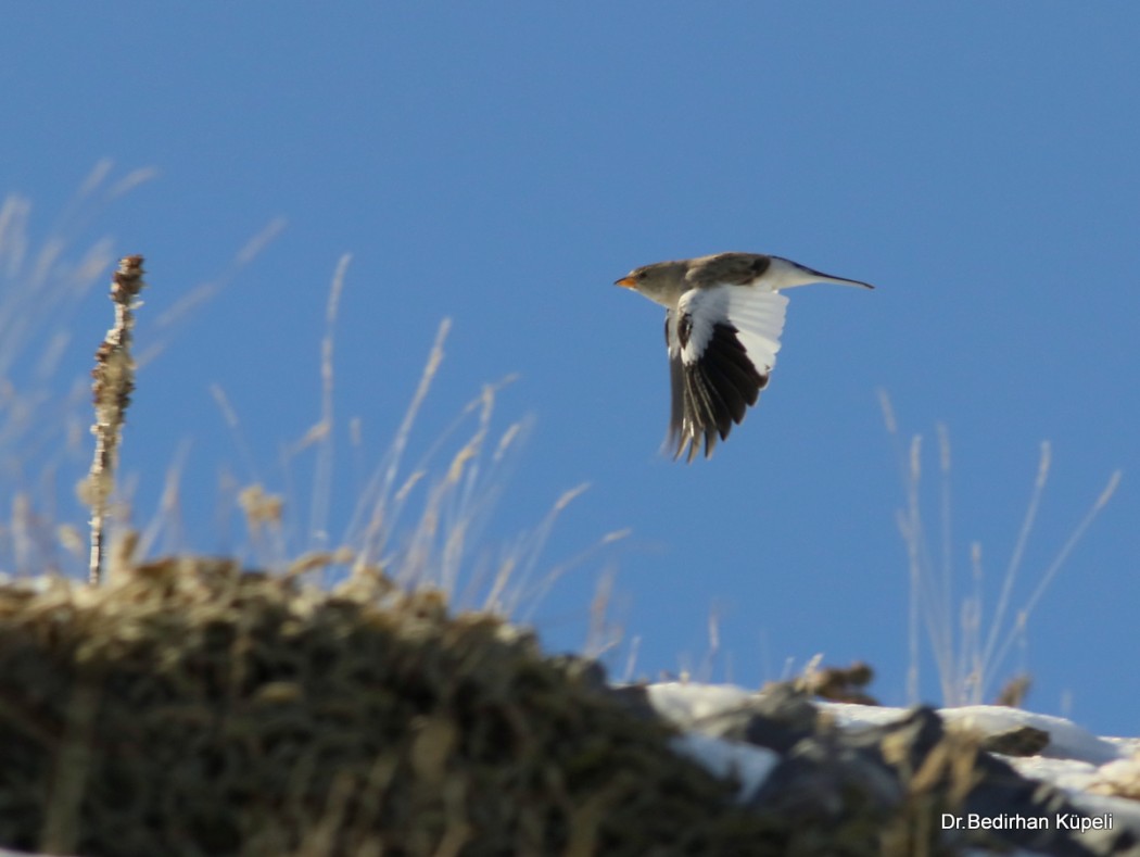 White-winged Snowfinch