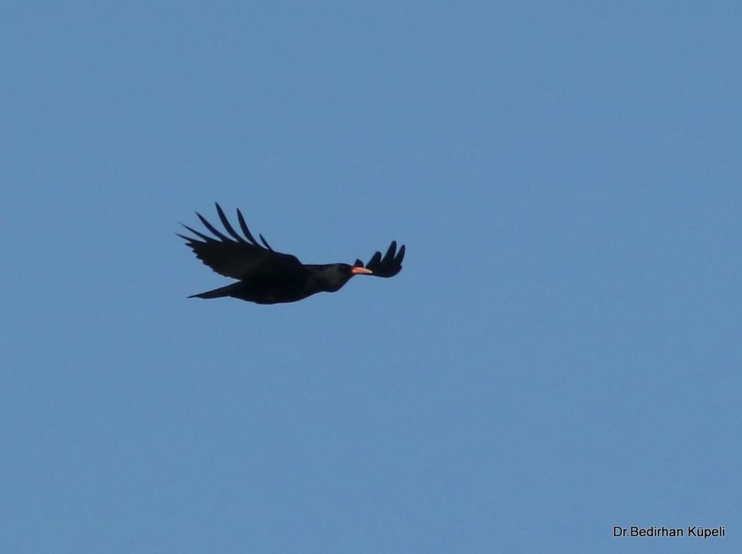 Red-billed Chough