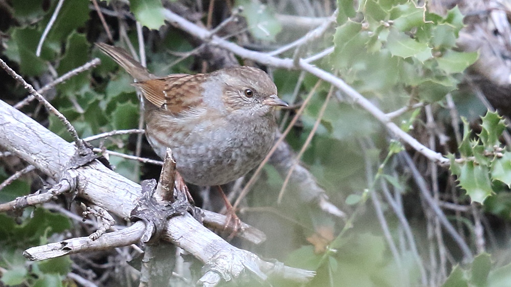 Dunnock