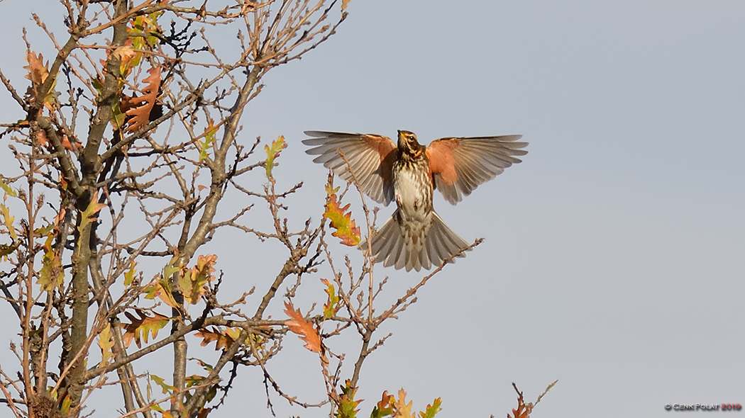 Redwing