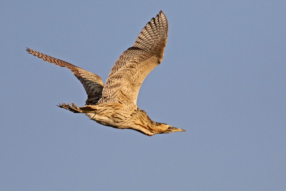 Eurasian Bittern