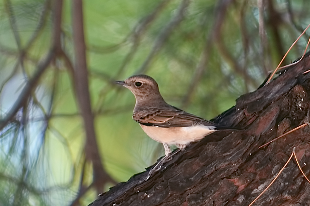 Black-eared Wheatear