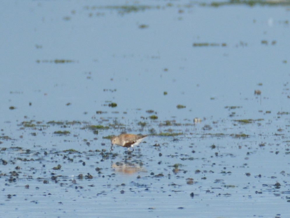 Dunlin