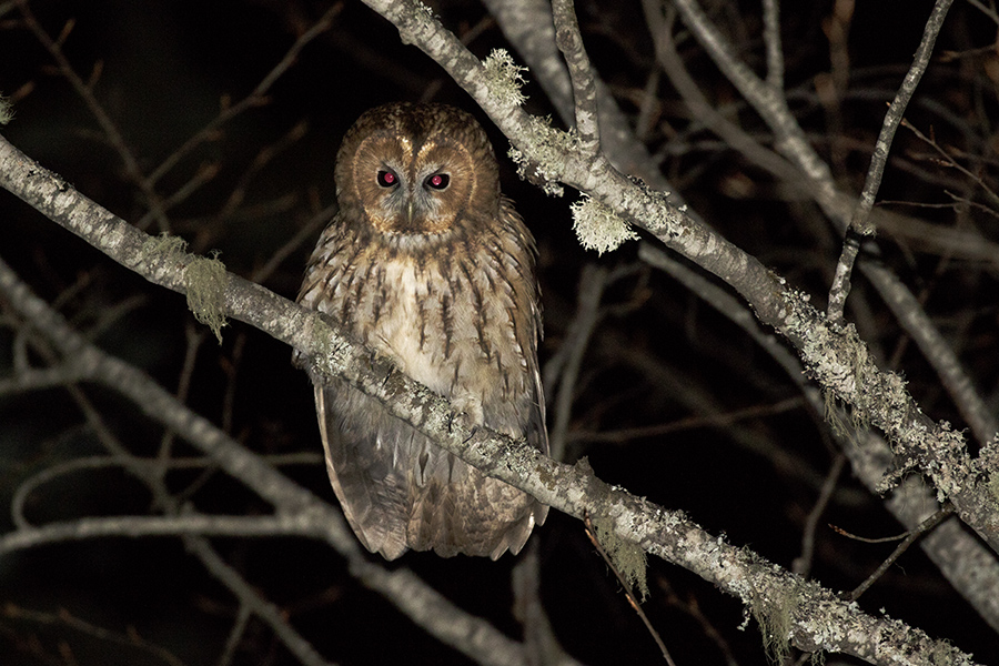 Tawny Owl
