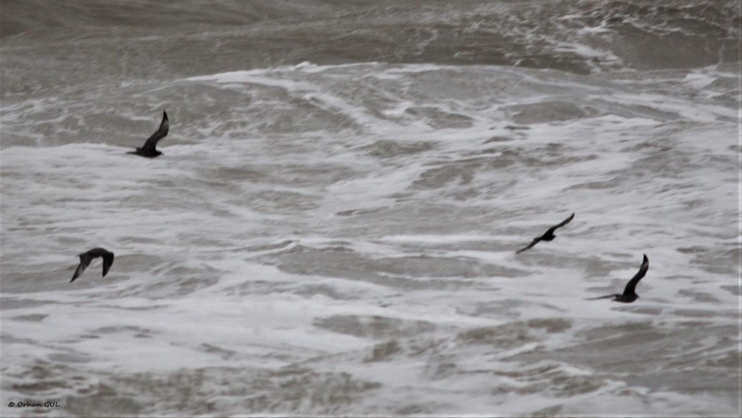 Parasitic Jaeger