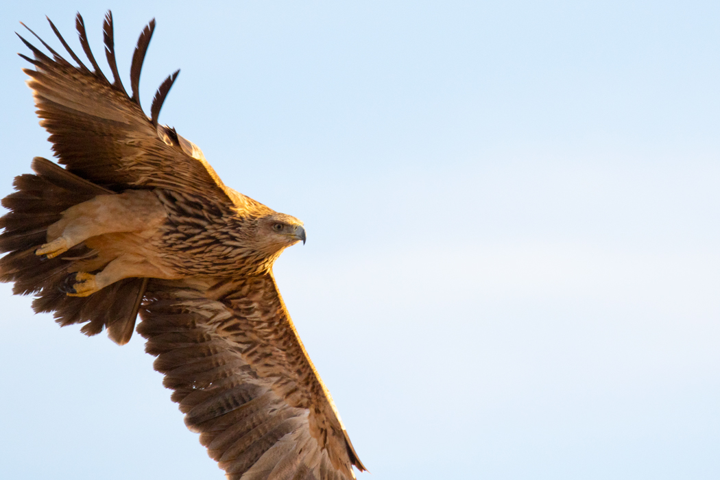 Eastern Imperial Eagle