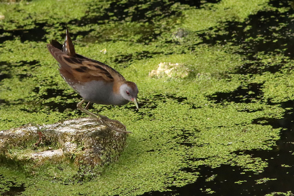 Little Crake