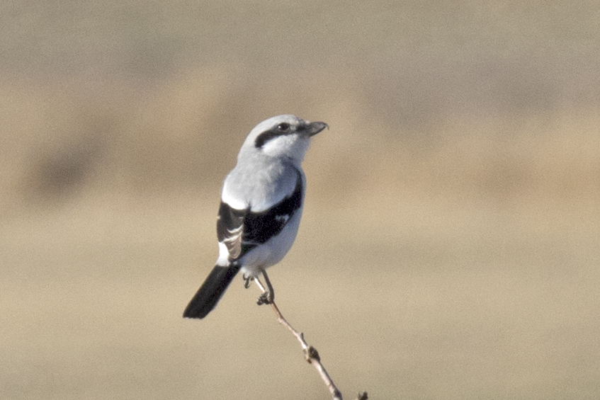Great Grey Shrike