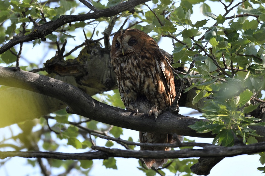 Tawny Owl