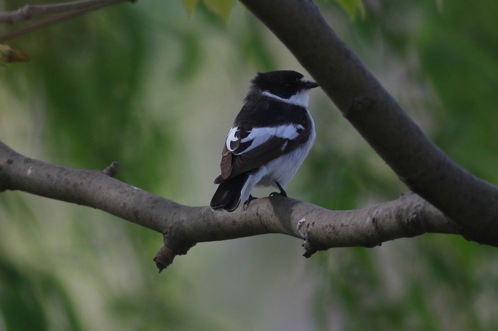 Semicollared Flycatcher