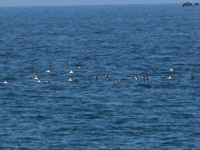 Yelkouan Shearwater