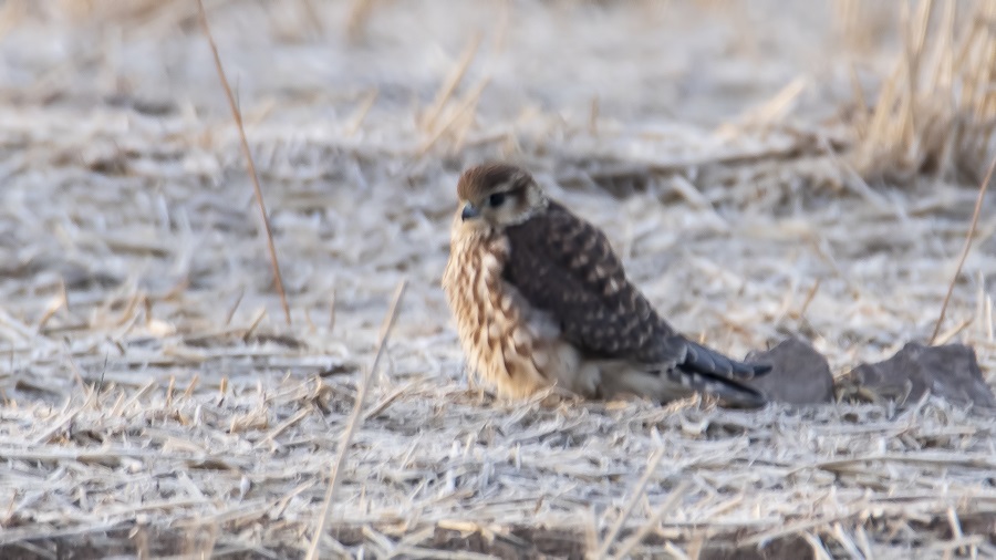 Merlin