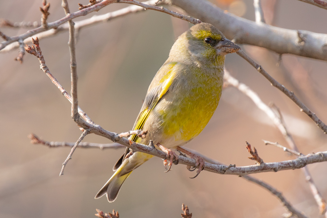 European Greenfinch