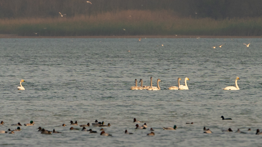 Tundra Swan