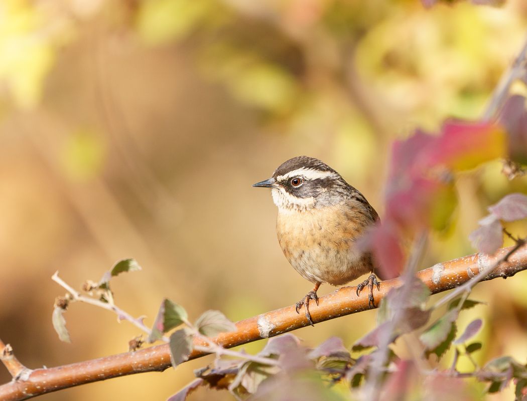 Radde`s Accentor
