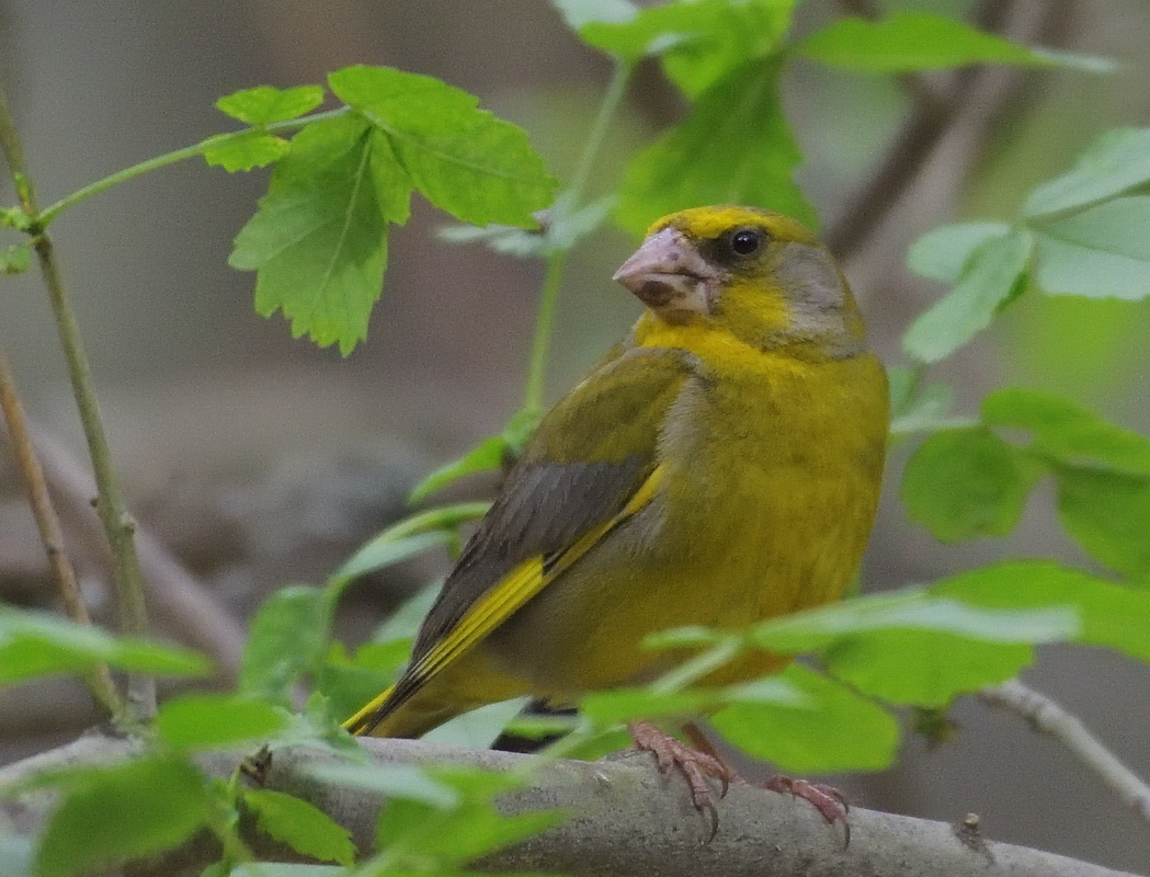European Greenfinch