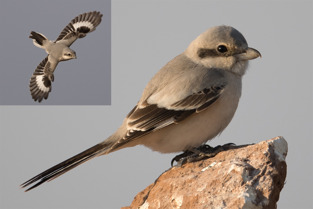 Great Grey Shrike