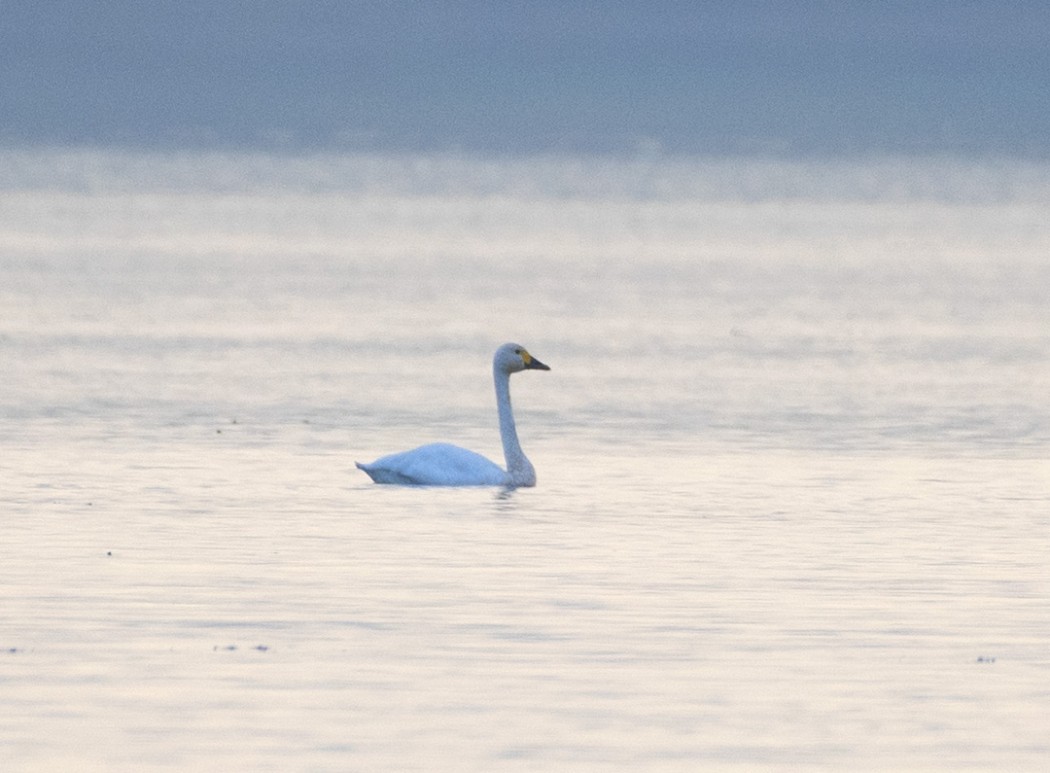 Tundra Swan