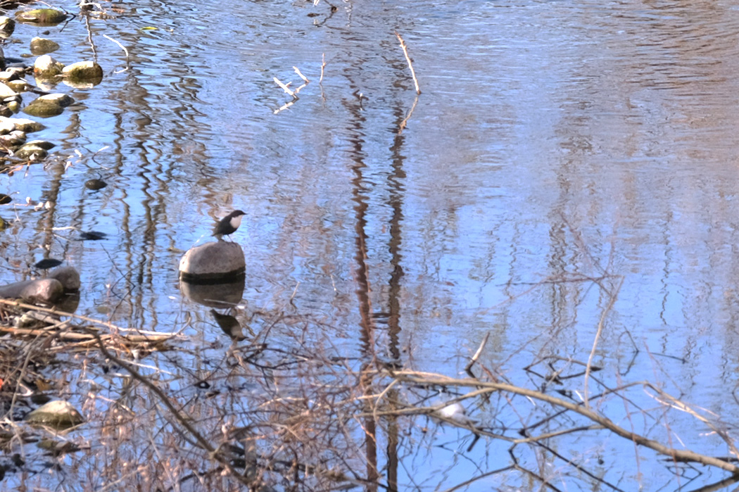 White-throated Dipper
