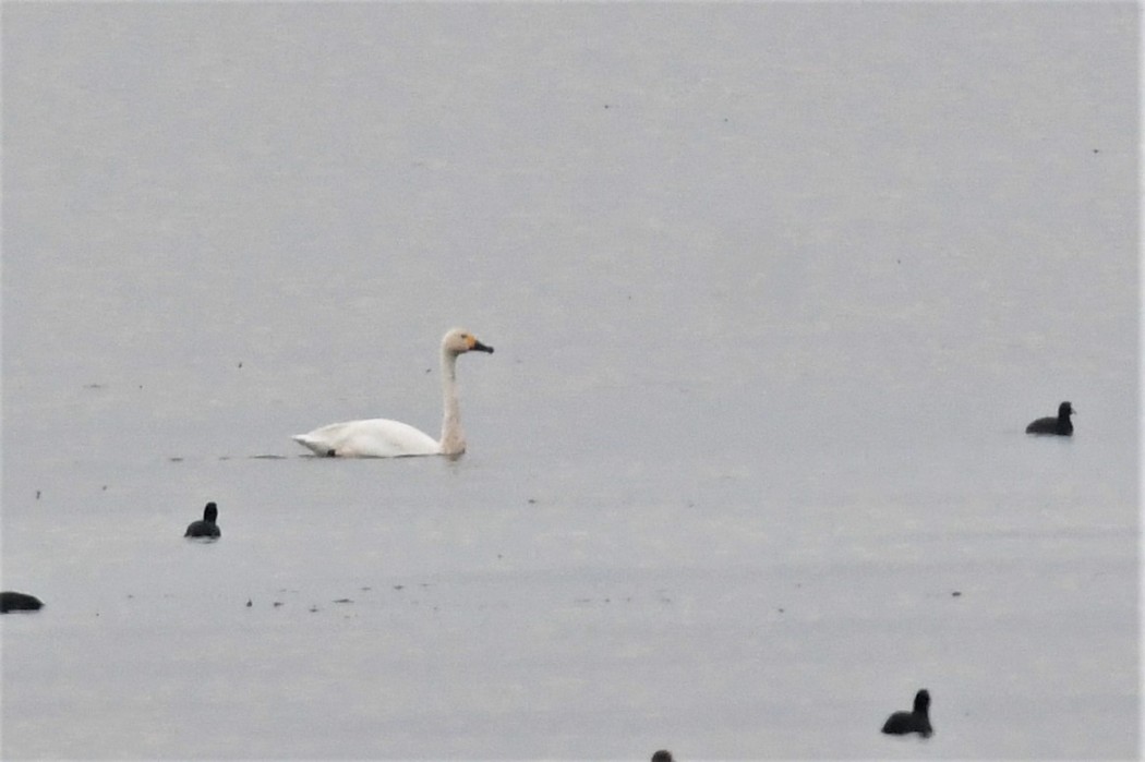 Tundra Swan