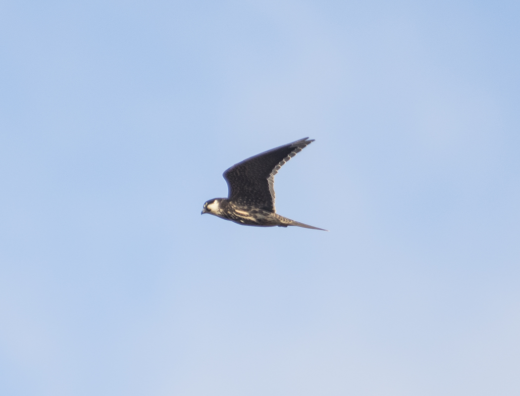 Eleonora`s Falcon