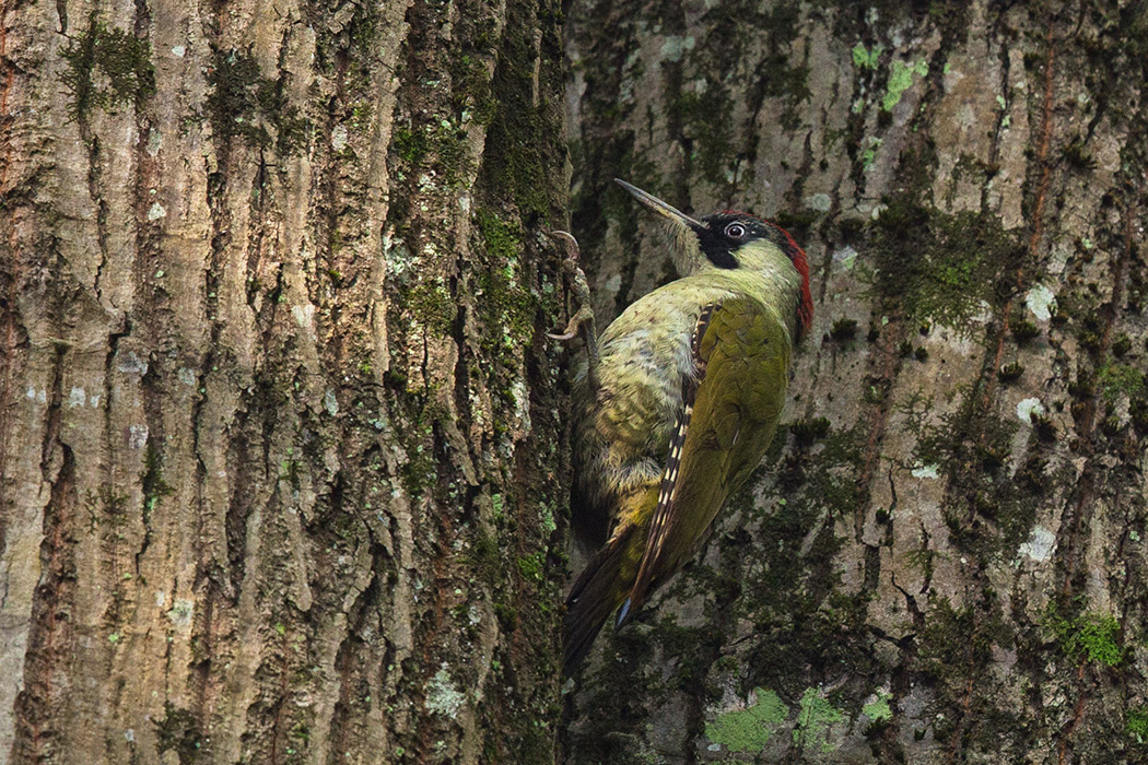European Green Woodpecker