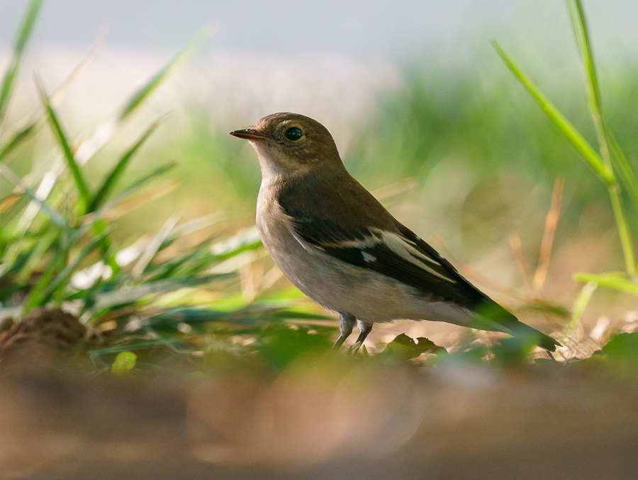 European Pied Flycatcher