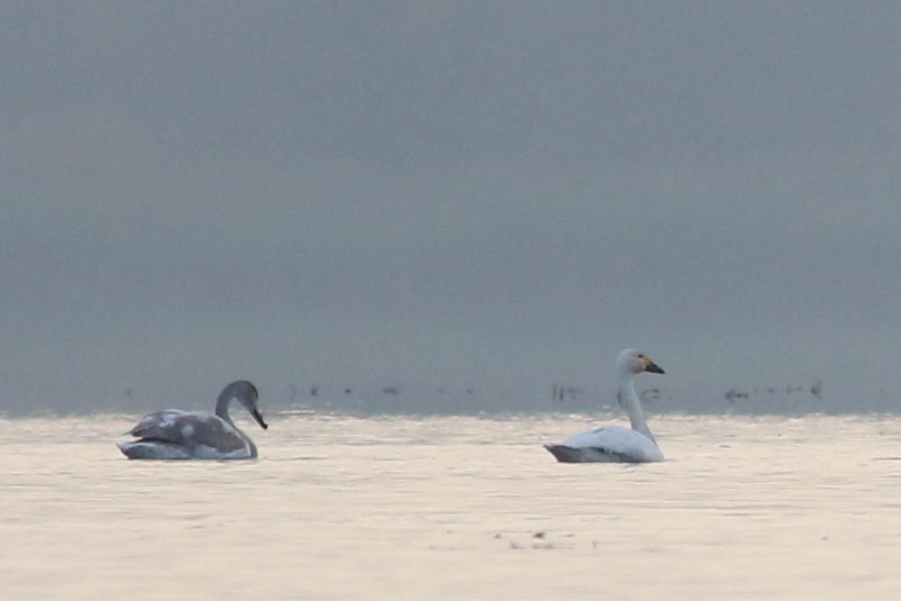 Tundra Swan