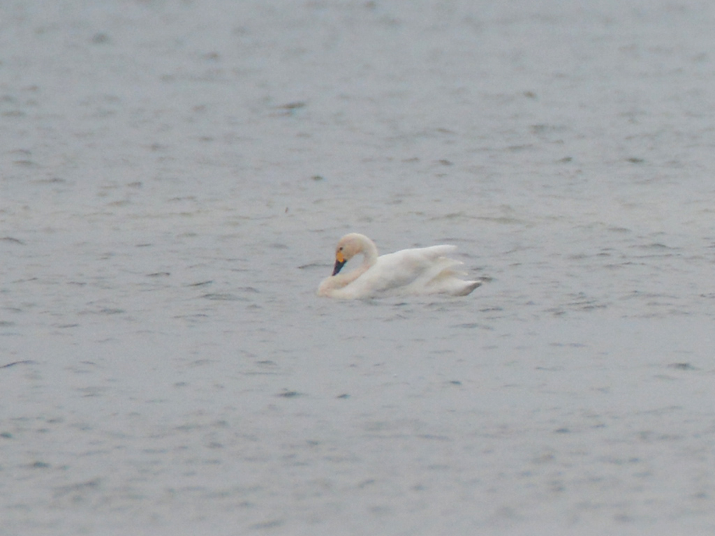 Tundra Swan