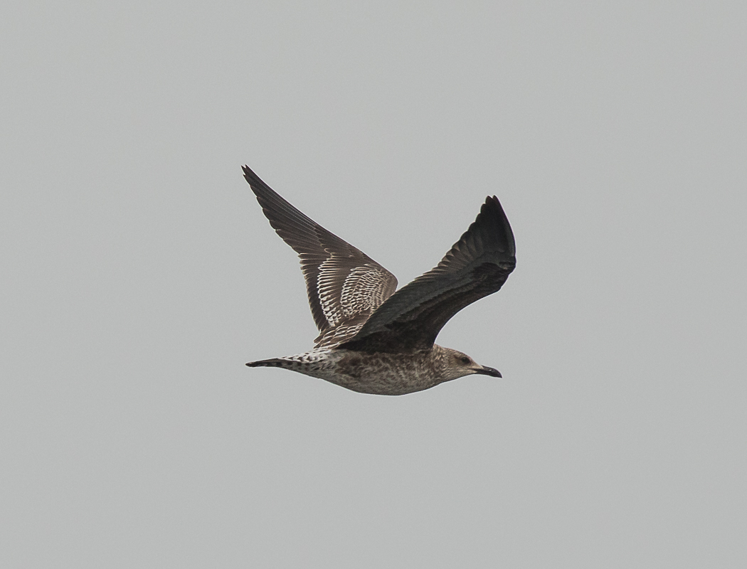 Lesser Black-backed Gull