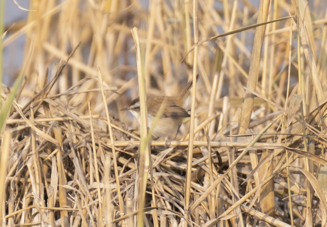 Moustached Warbler