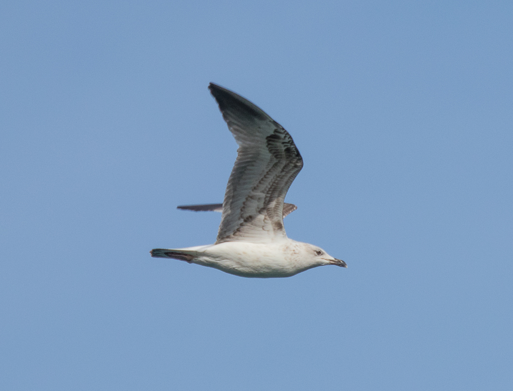 Armenian Gull