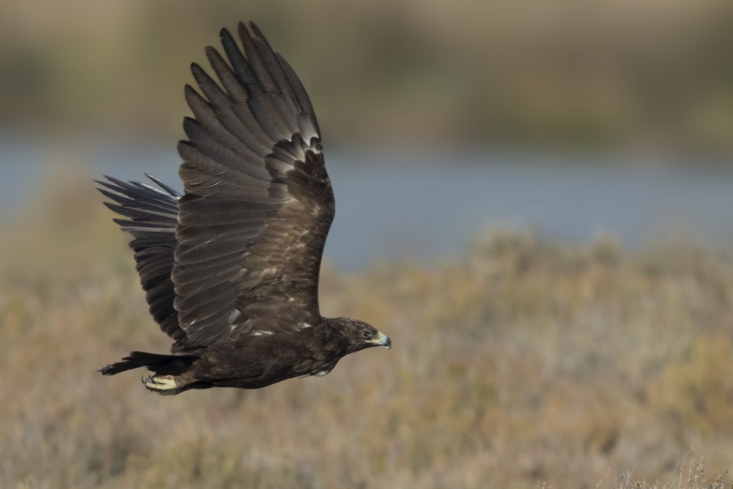 Greater Spotted Eagle